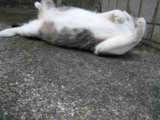 IMG_0349_convert_20121109004723.jpg