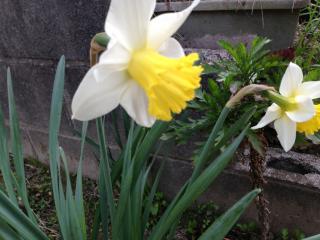 IMG_3950_20130404181749.jpg