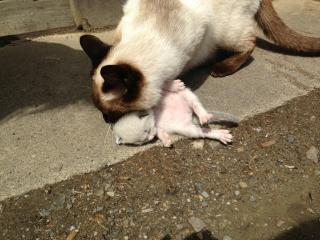 IMG_4377_20130503011023.jpg