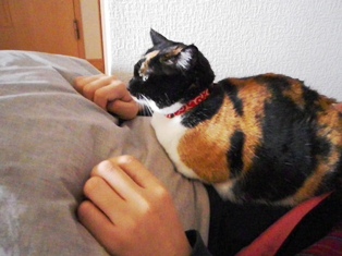 三毛猫乗っちゃいました
