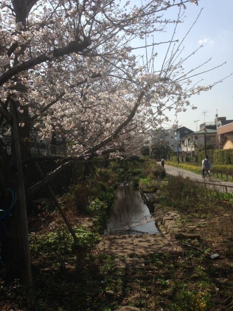 緑道2