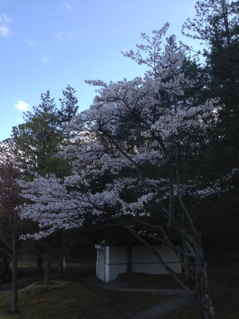 PAの桜