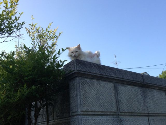 みー
