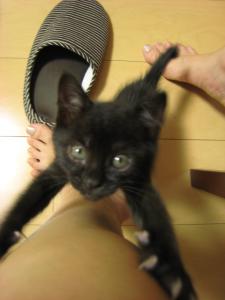 里親募集中1