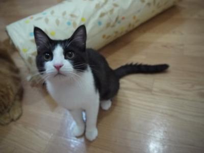 白黒ハチワレちゃん