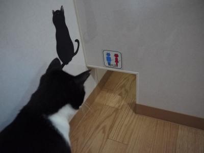 耳カット