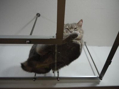 そら猫 下から肉球
