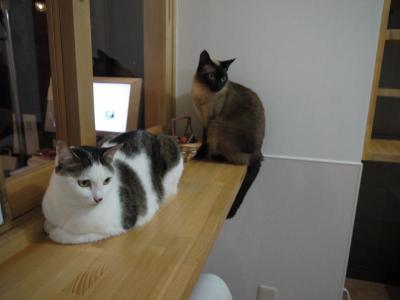 そら猫 まったり