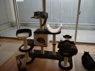 猫カフェ5