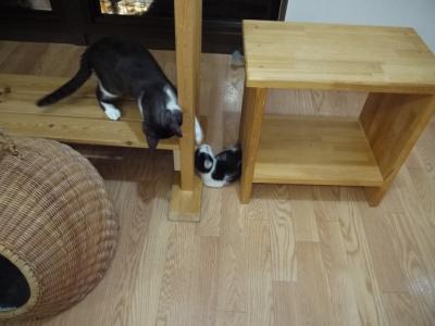猫カフェ4