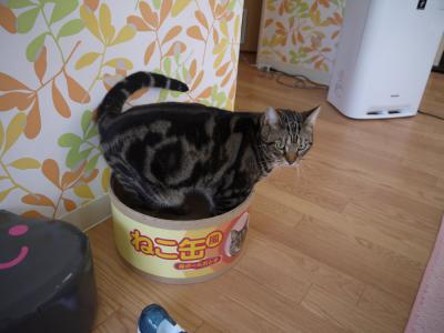 猫カフェ3