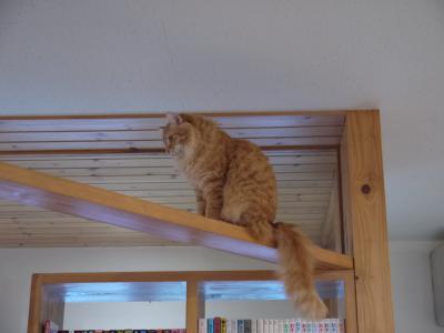 猫カフェ1