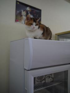 猫カフェ