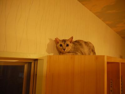 わさび