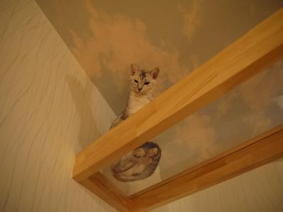 わさび下から肉球
