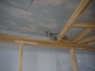 少し落ち着いたわさび