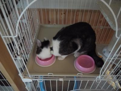 食いしん坊のてんてん