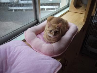 食後のさわちゃん