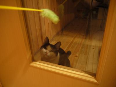 ドアの内側からてんてんと遊ぶ