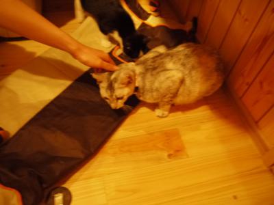 わさびにタッチ第1号のお客様