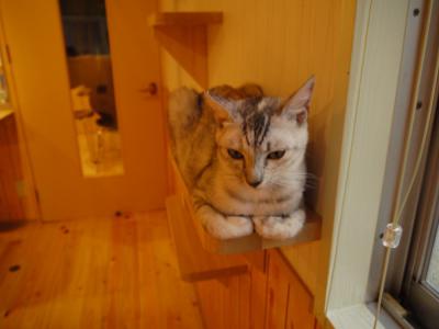 7月11日のわさび