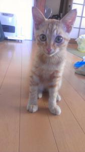 里親募集中①