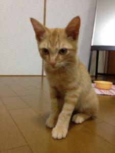 茶トラちゃん④
