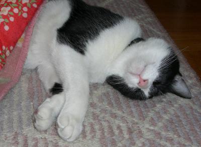 愛猫はっち