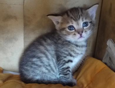 キジちゃん