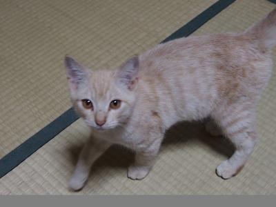 茶トラ兄弟③
