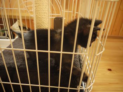 チビ黒ニャン お外に出たいよぉ