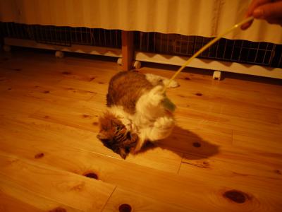 猫じゃらしとお福ちゃん