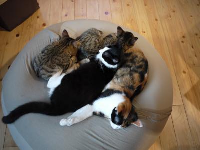 猫団子
