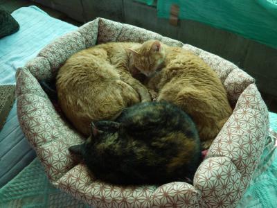 モカ兄弟の猫団子