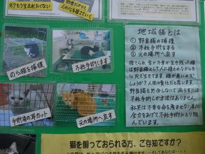 地域猫とは
