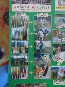 助けられた収容犬