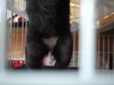 ロックの白いパンツ