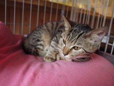シエル(アン)、眠いよ…