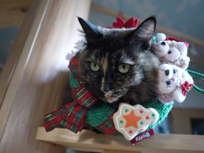 モカからメリークリスマス
