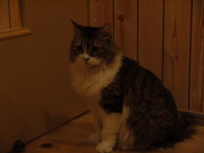 福ちゃん、お別れです。