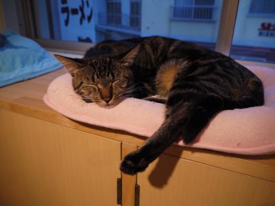 トトさん、ばいばい
