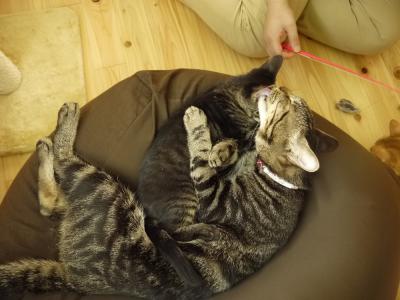 トトさん、ありがとう