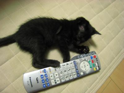 里親募集中3