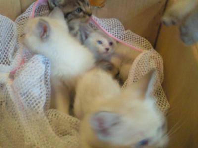 保護猫4匹