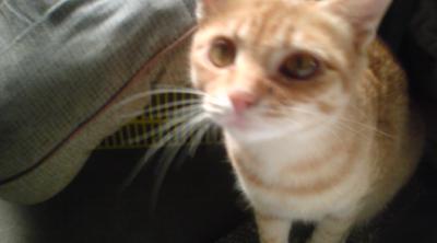母猫のみなちゃん