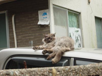 車の上のネコ
