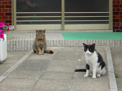 玄関先のネコ