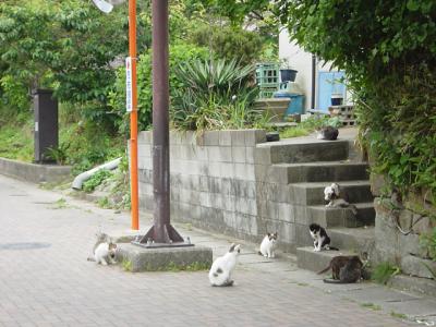 階段にネコいっぱい