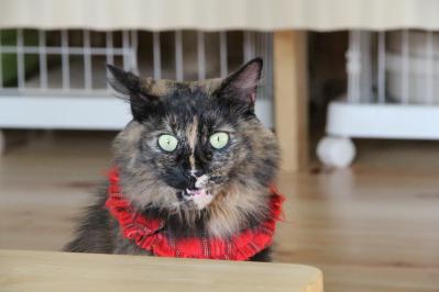 お膝猫モカちゃん