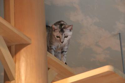 キャットウォークのわさび